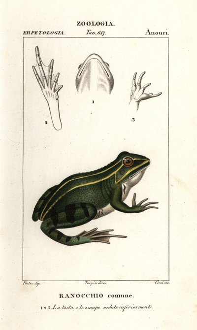 緑のカエル、Pelophylax kl esculentus 作： Corsi Corsi