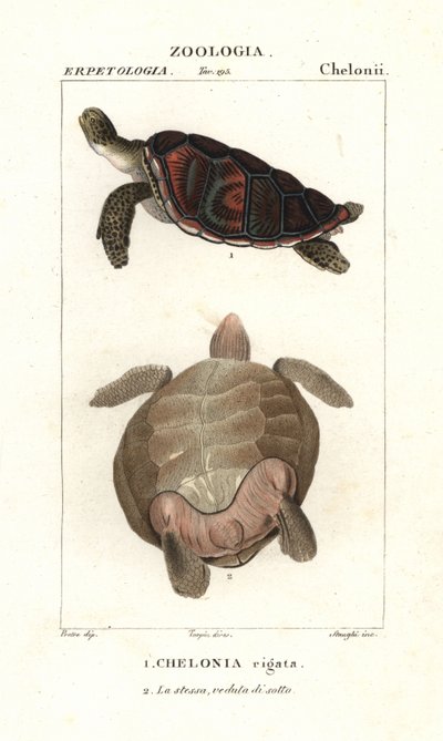 アオウミガメ、Chelonia mydas 絶滅危惧種 作： Corsi Corsi