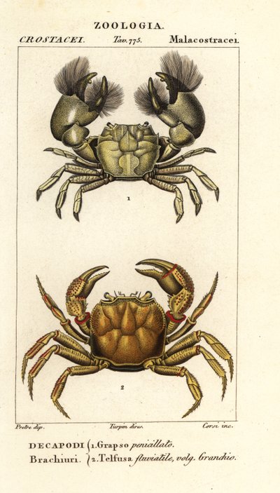 Hemigrapsus penicillatus と Potamon Fluviatile 作： Corsi Corsi