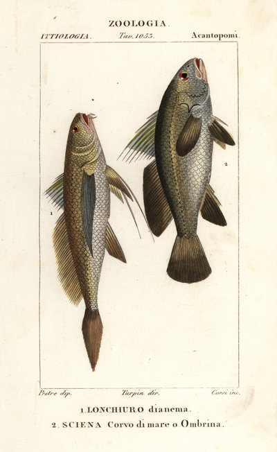 コガネグチ、Lonchurus lanceolatus 1 およびコガネグチ、ストーンバス、シェイドフィッシュ、Argyrosomus regius 2 作： Corsi Corsi