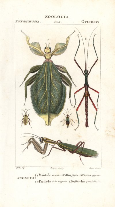 カマキリ、葉虫、ナナフシなど 作： Corsi Corsi