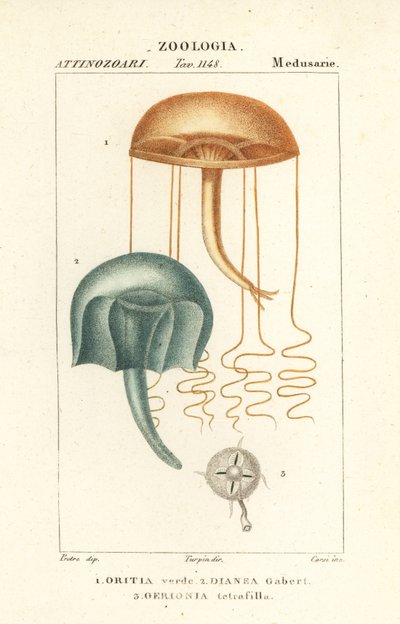 裸眼メデューサ、Orythia viridis、Oritia verde 1、ヒドロ虫類、Geryonia proboscidalis、Dianea gabert 2、Liriope tetraphylla、Gerionia tetrafilla 3 作： Corsi Corsi