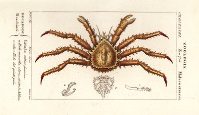 ノルウェー タラバガニ Lithodes maja 作： Corsi Corsi
