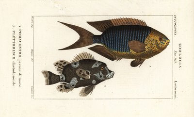 サファイア乙女、Pomacentrus pavo、pavone di mare 1、ハーレクイン スウィートリップ、Plectorhinchus chaetodonoides、Plettorinco chetodonoides 2 作： Corsi Corsi