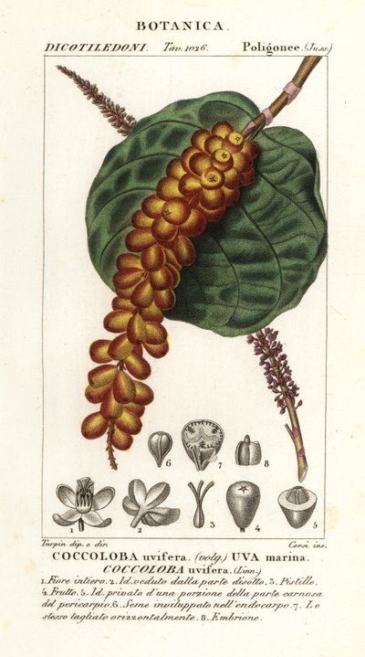 シーグレープまたはベイグレープ、Coccoloba uvifera、海ぶどう 作： Corsi Corsi
