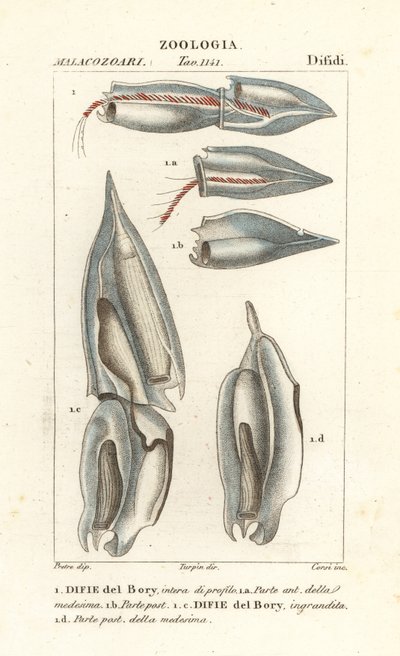 Siphonophores、Diphyes dispar、Diphyes boryi、Difie del Bory 作： Corsi Corsi
