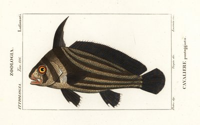 斑点のある太鼓、Equetus punctatus Eques punctatus、Cavaliere punteggiato 作： Corsi Corsi