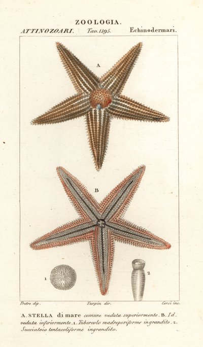 ヒトデや海の星、アステリアス ルーベンス 作： Corsi Corsi