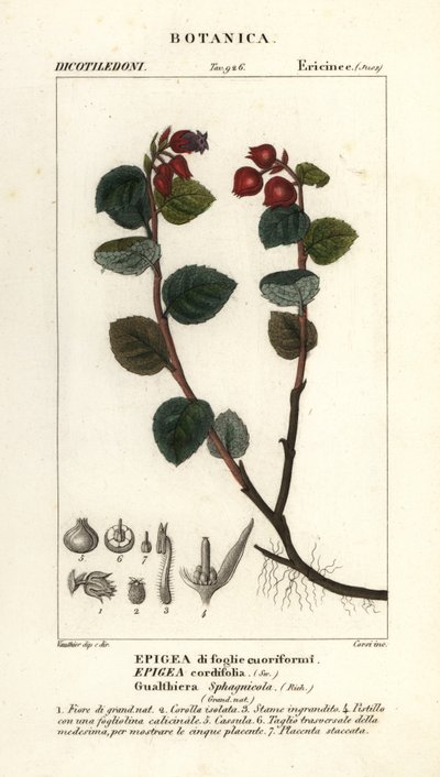 ティーベリー、Gaultheria domingensis 作： Corsi Corsi