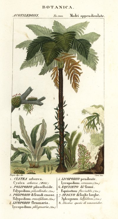 西インドの木生シダ、Cyathea arborea、つるシダ、Microgramma piloselloides 2、優美なシダ、Niphidium crassifolium 3、粗いタッセル シダ、Huperzia phlegmaria 4、スタッグホーン クラブモス、Lycopodiella cernua 5、スギナ 作： Corsi Corsi