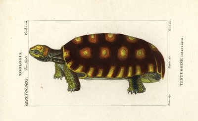 イエローアシガメまたはブラジルゾウガメ、Chelonoidis denticulatus Testudo tabulata Testuginne intarsiata 作： Corsi Corsi