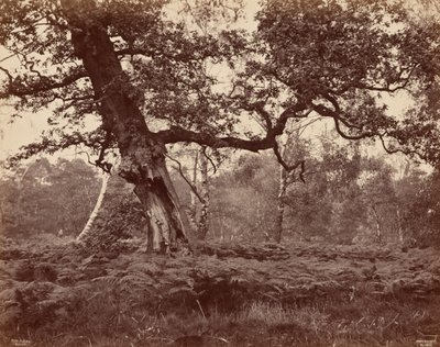 樹木の研究,c.1870年（写真） 作： コックス＆サン