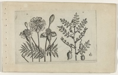 アフリカンマリーゴールドとひよこ豆 Cognoscite lilia (シリーズタイトル) 作： Crispijn van de Passe (I) (attributed to)