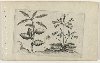 Amandelboom en gulden sleutelbloem ユリを知る（連載タイトル） 作： Crispijn van de Passe (I) (attributed to)