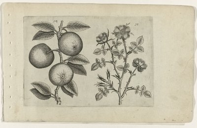 アップルとドッグローズ Cognoscite lilia (シリーズタイトル) 作： Crispijn van de Passe (I) (attributed to)