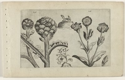 Artisjok en prikneus ユリを知る（連載タイトル） 作： Crispijn van de Passe (I) (attributed to)