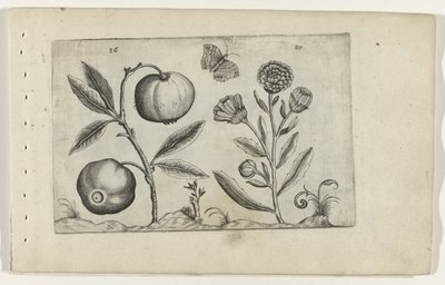 Assyrische appel en goudsbloem ユリを知る（連載タイトル） 作： Crispijn van de Passe (I) (attributed to)