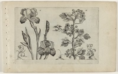 バルディリスとコーラルメイドールン Cognoscite Lily (シリーズタイトル) 作： Crispijn van de Passe (I) (attributed to)