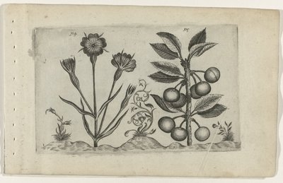 Bolderik en zure kers ユリを知る（連載タイトル） 作： Crispijn van de Passe (I) (attributed to)