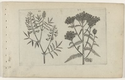 Boswikke en tuizendblad ユリを知る（連載タイトル） 作： Crispijn van de Passe (I) (attributed to)