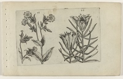 カッコウの花とライ麦のユリ Cognoscite lilia (シリーズタイトル) 作： Crispijn van de Passe (I) (attributed to)