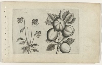 トリコロールバイオレットとアップル Cognoscite lilia (シリーズタイトル) 作： Crispijn van de Passe (I) (attributed to)