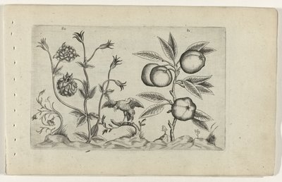 Dubbele akelei en appel ユリを知る（連載タイトル） 作： Crispijn van de Passe (I) (attributed to)