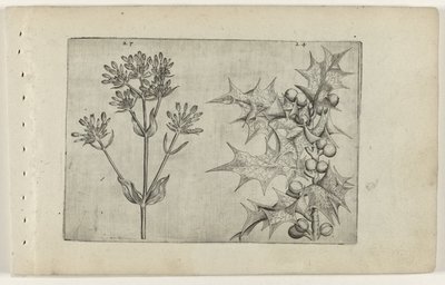 ケンタウリ(?)とヒイラギ Cognoscite lilia (シリーズタイトル) 作： Crispijn van de Passe (I) (attributed to)