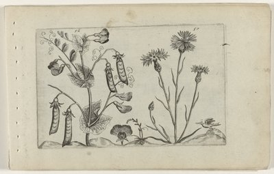 Erwt en korenbloem ユリを知る（連載タイトル） 作： Crispijn van de Passe (I) (attributed to)