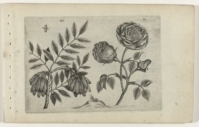 あなたはいる ユリを知る（連載タイトル） 作： Crispijn van de Passe (I) (attributed to)