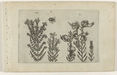 一般的なヒースとほうきの茂み Cognoscite lilia (シリーズタイトル) 作： Crispijn van de Passe (I) (attributed to)