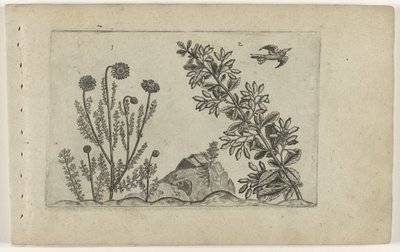 Gewone kamille en zuurbes ユリを知る（連載タイトル） 作： Crispijn van de Passe (I) (attributed to)