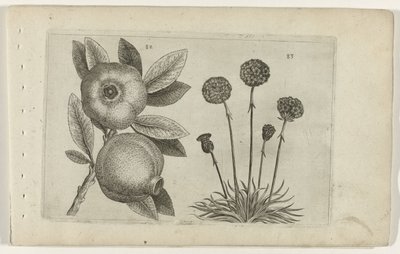 Granaatappel en Engels gras ユリを知る（連載タイトル） 作： Crispijn van de Passe (I) (attributed to)