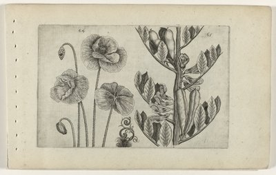大きなケシとソラマメ Cognoscite lilia (シリーズタイトル) 作： Crispijn van de Passe (I) (attributed to)