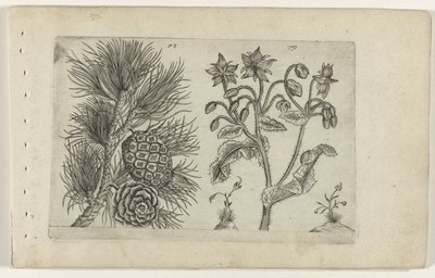 グローブ デン エン ベルナジー ユリを知る（連載タイトル） 作： Crispijn van de Passe (I) (attributed to)