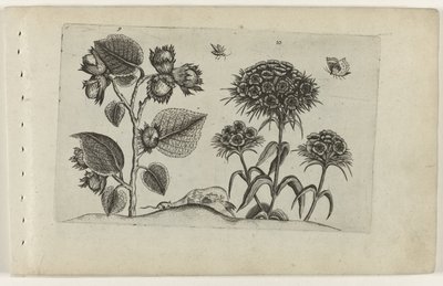 ヘーゼルと甘いウィリアム Cognoscite lilia (シリーズタイトル) 作： Crispijn van de Passe (I) (attributed to)