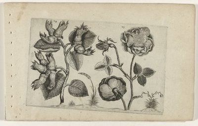 バラのヘーゼル コグノサイト リリー（シリーズタイトル） 作： Crispijn van de Passe (I) (attributed to)