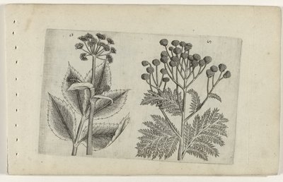 Hertswortel en boerenwormkruid ユリを知る（連載タイトル） 作： Crispijn van de Passe (I) (attributed to)