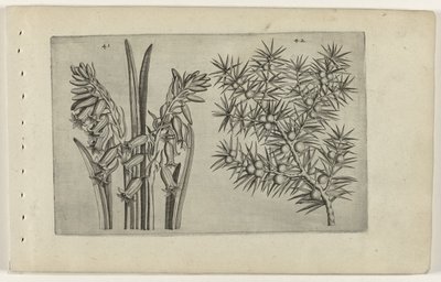 Hyacint en jenerbes ユリを知る（連載タイトル） 作： Crispijn van de Passe (I) (attributed to)