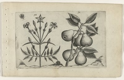 ジャスミンと梨 Cognoscite lilia (シリーズタイトル) 作： Crispijn van de Passe (I) (attributed to)