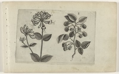 Kamperfoelie en framboos ユリを知る（連載タイトル） 作： Crispijn van de Passe (I) (attributed to)