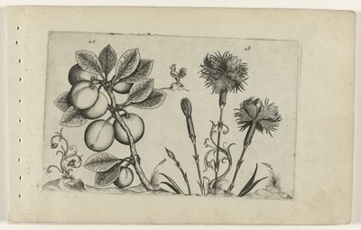 Kerspruit en tuinanjer ユリを知る（連載タイトル） 作： Crispijn van de Passe (I) (attributed to)