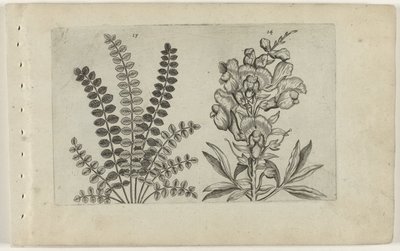 小ヒラメと大鯛 コグノサイト リリア（シリーズタイトル） 作： Crispijn van de Passe (I) (attributed to)
