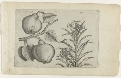 kweepeer en muorbloem コグノーサイトリリア（シリーズタイトル） 作： Crispijn van de Passe (I) (attributed to)