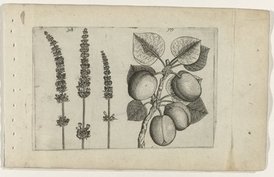 アプリコットのラベンダー ユリを知る（連載タイトル） 作： Crispijn van de Passe (I) (attributed to)
