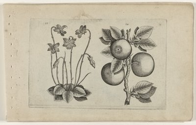 マーチ バイオレットとオレンジ Cognoscite lilia (シリーズタイトル) 作： Crispijn van de Passe (I) (attributed to)