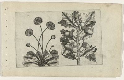 デイジーと有茎のオーク Cognoscite lilia (シリーズタイトル) 作： Crispijn van de Passe (I) (attributed to)