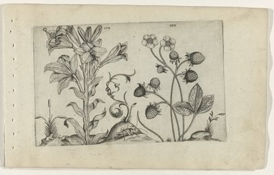 Madonnalelie en aardbei ユリを知る（連載タイトル） 作： Crispijn van de Passe (I) (attributed to)