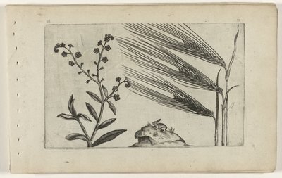 マーシュワスレナグサと大麦 Cognoscite lilia (シリーズタイトル) 作： Crispijn van de Passe (I) (attributed to)