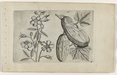 Muskusroos en kommer ユリを知る（連載タイトル） 作： Crispijn van de Passe (I) (attributed to)
